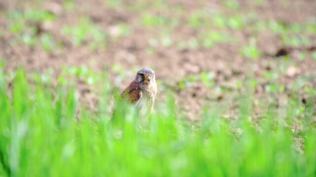 Common kestrel (Falco tinnunculus) standing in the ground in a meadow and searching for food during spring season
