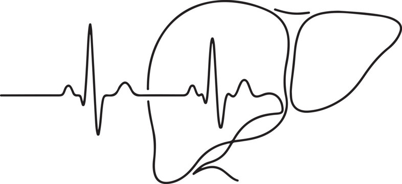 Abstract continuous line art illustration of a beating heart ECG wave superimposed on a simplified outline of the human liver, symbolizing health and cardiology