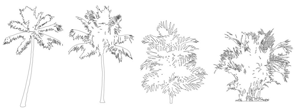 Vector set of palm trees in elevation view for use in architectural drawings