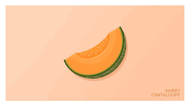 A vibrant hand drawn slice of ripe cantaloupe melon isolated.