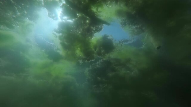 Underwater low angle shot of vibrant sunburst (god rays) shining through gap in thick floating mats of green filamentous algae (Spirogyra) on surface of murky swamp freshwater pond ecosystem, backlit