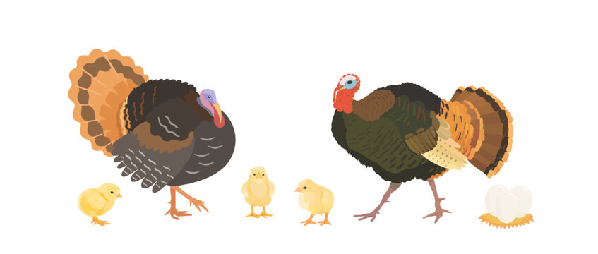 Cute cartoon farm birds collection. Vector hand drawn illustrations of Turkey family. Turkey and little turkey isolated on white background. Set of poultry clip art.