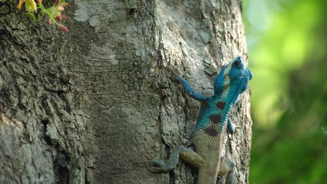 Blue lizard climbing tree trunk in green forest habitat, reptile on bark with sunlight, wildlife macro close up in natural forest scene