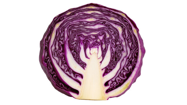 Red cabbage cross-section with vibrant purple leaves and white core