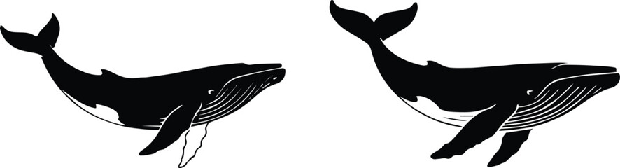 whale humpback contour line drawing throat grooves fluke © AIcon Star