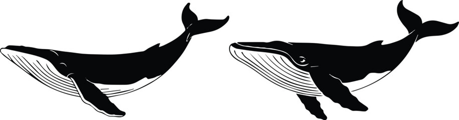 whale twin humpback facing each other symmetrical layout © AIcon Star