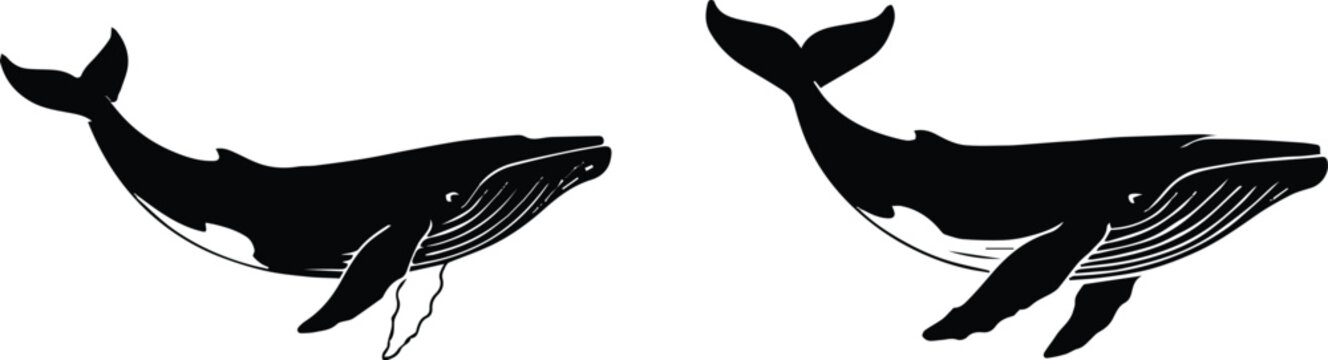 whale humpback contour line drawing throat grooves fluke