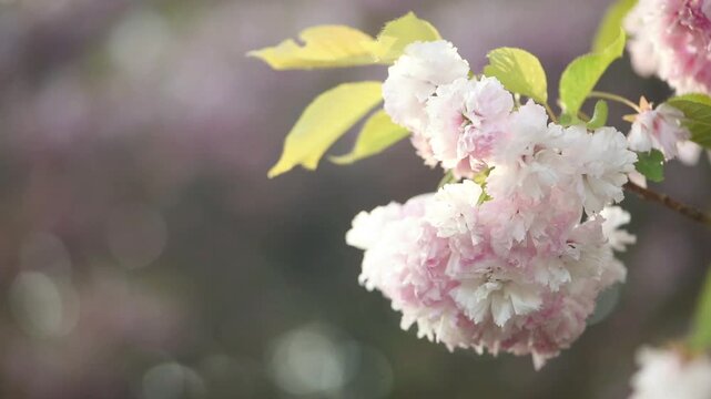Sakura tree blossom, branch sways in the wind, flowers blooming in spring fabulous  garden, springtime floral background with japanese cherry bloom, beautiful nature, copy space and bokeh.