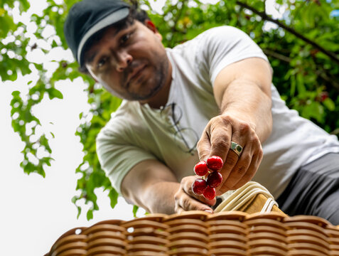 Low angle portrait of person presenting freshly picked organic cherries above wicker basket in sustainable orchard with natural summer greenery backdrop
