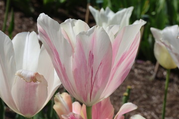 Fototapeta premium Tulipa. Close up tulip flower with pointed petals, white flowers with pink blush. 