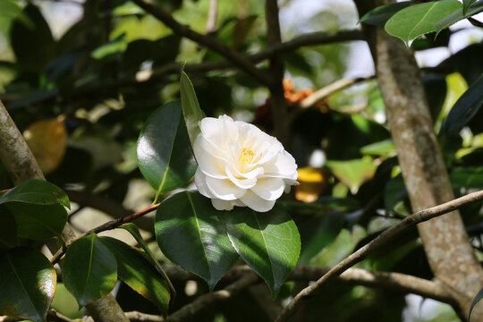 Camellia japonica 'Shiragiku'. Single large double white camellia flower in spring. Synonym C. 'Purity'. 