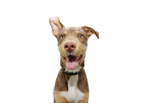 Puppy dog listening with one ear up with happy expression face. Isolated on white background