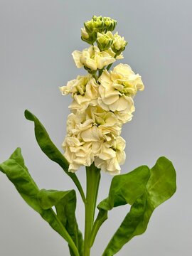 Fresh yellow matthiola incana flower
