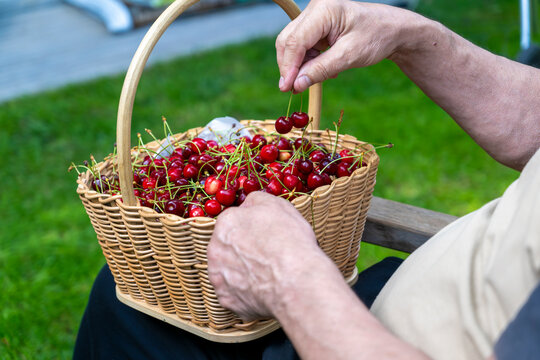 Hand picking cherries from basket outdoors