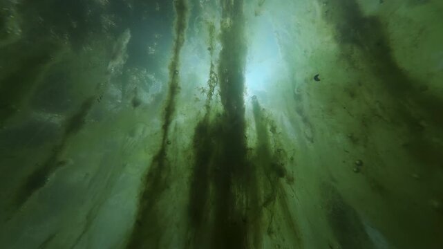 Looking through thick curtains of vibrant green filamentous algae stretching upward in long, woven threads, with warm golden sunbeams splitting across murky swamp environment, underwater perspective