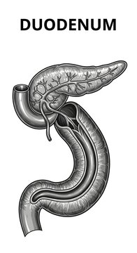 Anatomical illustration of the human duodenum organ.