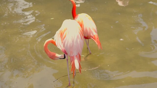 Pink flamingos with soft reflections in bright natural sunlight