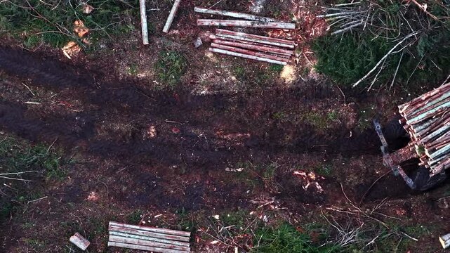 Heavy forwarder machine maneuvering and loading timber in a deforested area