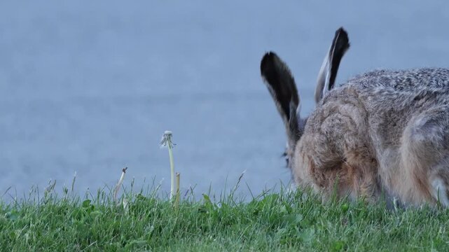 European hare (Lepus europaeus) grazing quietly on fresh green grass. Close wildlife footage from Denmark showing natural feeding behavior in a calm outdoor setting.