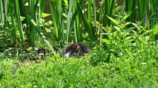 Coot chick emerging and settling in garden grass near plants