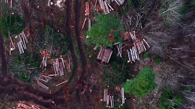 Deforested area with felled trees and woodpiles in a forest in aerial view
