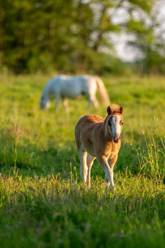 ein Fohlen auf einer gr&uuml;nen Wiese