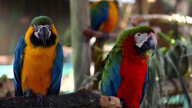 Two macaws perched on branch with vibrant tropical feathers