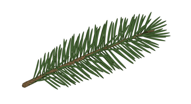 Detailed vector illustration of a single green evergreen pine branch with needles on a white background for nature and forest design.