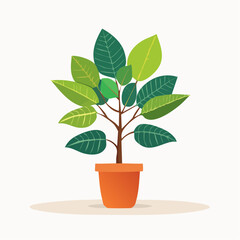 Obraz premium Ficus Benjamini als Vektor