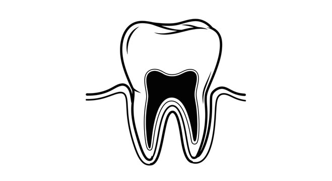 Anatomy of a Human Molar Tooth Cross Section Line Art Illustration