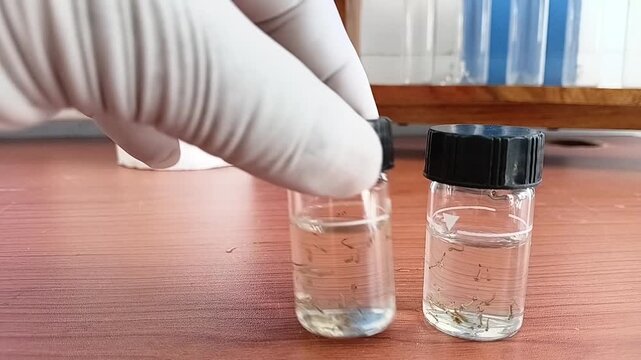 Close Up Of Hand Placing Glass Sample Cells Containing Active Mosquito Larvae One By One On A Laboratory Table