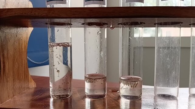 Close Up Of Pouring Clean Water Into Glass Test Tubes Containing Live Mosquito Larvae For Laboratory Testing