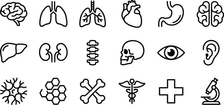 Set of human anatomy and medical icons, including brain, lungs, heart, stomach, liver, kidneys, spine, skull, eye, ear, neuron, bones, and microscope