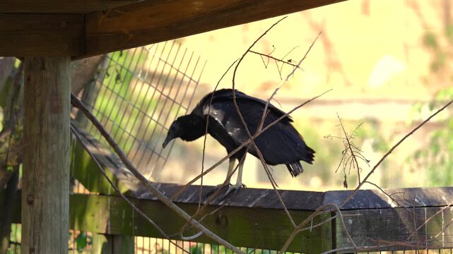 Black vulture resting on wooden structure in wildlife habitat