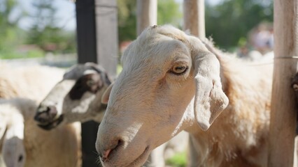 Fototapeta premium A curious sheep with white wool looks through a wooden fence on a sunny farm, a concept for agriculture, livestock farming, and rural life experiences.