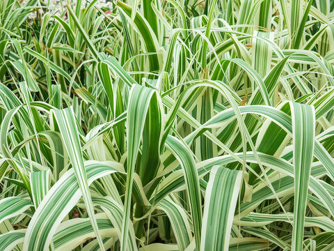 Giant reed (binomial name: Arundo donax &lsquo;Peppermint Stick&rsquo;), an ornamental grass with vivid striped leaves, in spring. This cultivar is noninvasive. A. donax is a source of reeds for wind instruments.