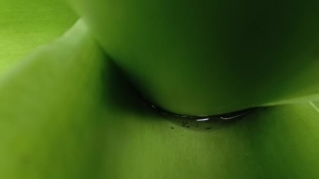Detailed Close Up Of A Second Angle Showing Mosquito Larvae Breeding Inside Stagnant Rainwater Trapped In A Taro Plant Axil