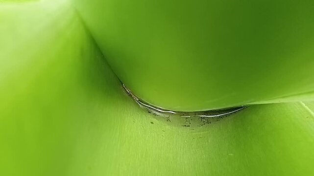 Close Up View Of Active Mosquito Larvae Wriggling In Rainwater Collected At The Base Of A Taro Plant Broadleaf
