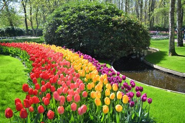 Obraz premium Colorful tulip flowers blooming in Keukenhof garden in Netherlands. Beautiful spring garden park landscape. Water stream and trees.