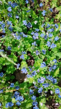 Blue wild flowers blooming on grassy woodland floor in sunlight. Veronica chamaedrys, the germander speedwell