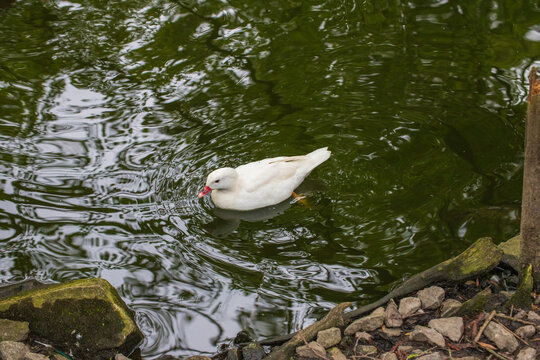 Albino Mandarin Duck (Aix galericulata) Swimming on Water