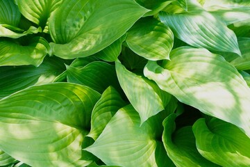 Fototapeta premium Green hosta leaves background in garden