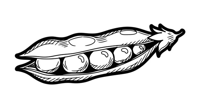 Hand-drawn illustration of an open pea pod with five peas inside, isolated on white.