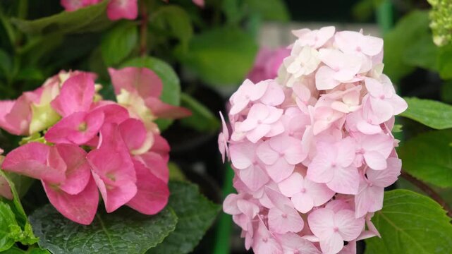 Hydrangea macrophylla blooming. Magenta, white and pink heads of bigleaf hydrangea flower petals. Beautiful Garden. Landscaping trend. Shrubbery blooms in backyard. Green landscaped design. Closeup