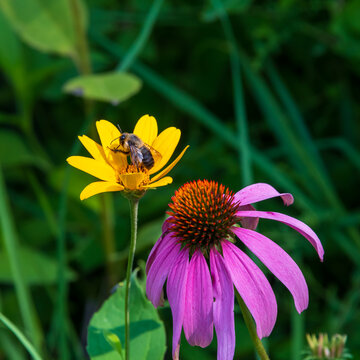 A bee works a yellow wild flower near a cone flower.