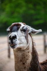 Fototapeta premium Llama Portrait Looking Calmly at the Camera