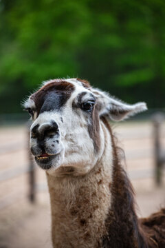 Llama Portrait Looking Calmly at the Camera