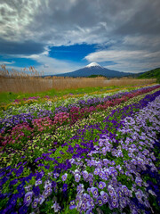 Fototapeta premium Majestic Mount Fuji with Colorful Spring Flower Field and Dramatic Sky in Japan