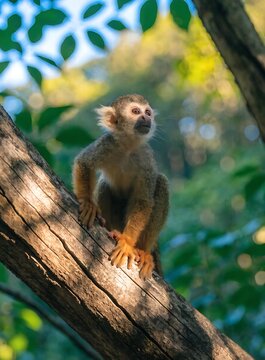 Curious squirrel monkey sitting on tree branch in lush green forest