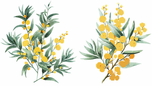 Two watercolor illustrations depicting mimosa branches with yellow spherical flower heads against a white background acacia arrangement botanical branch bloom botany